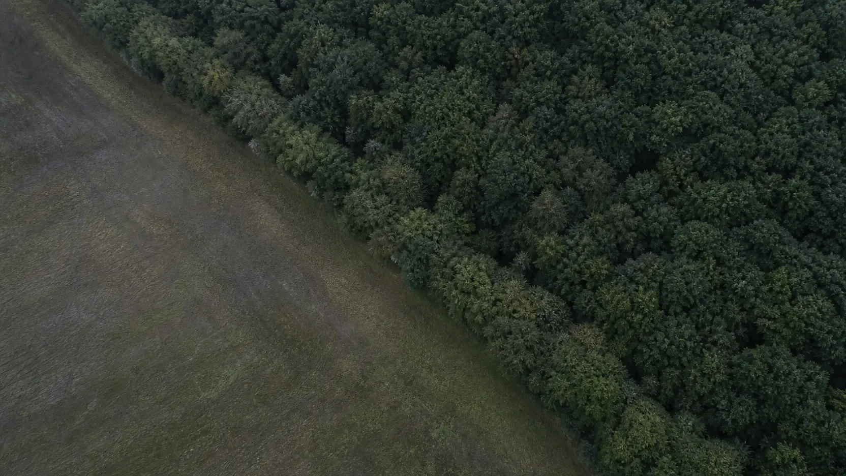 A cleared field boundary meeting mature forest canopy seen from above in flat overcast light, with the treeline running diagonally across the frame