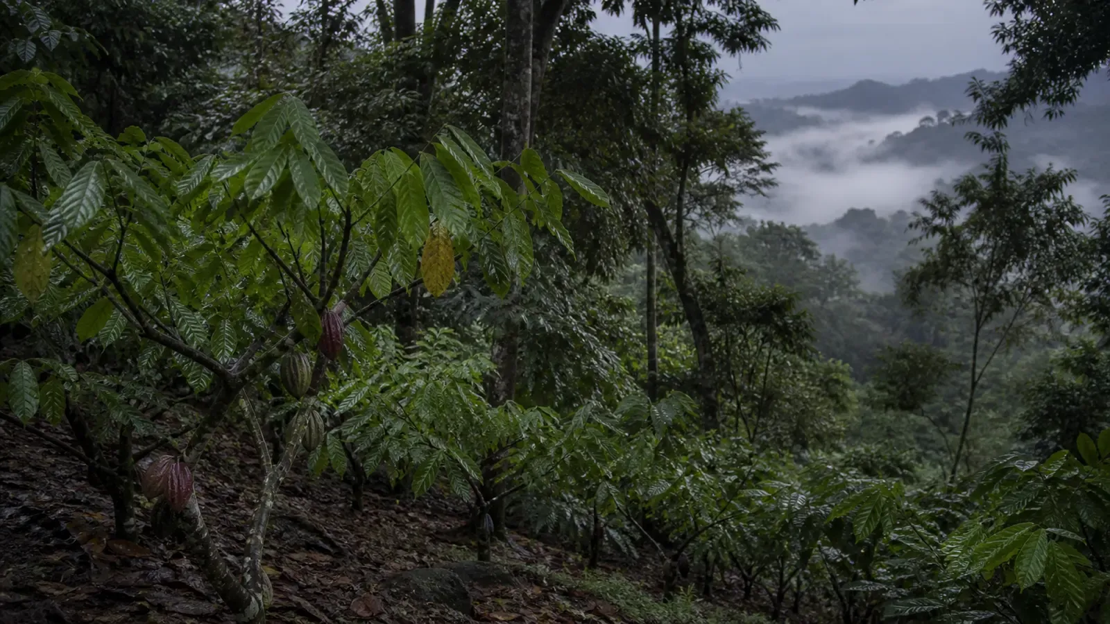 A cocoa smallholding under scattered shade trees on a hillside at dawn, low mist sitting in the valley and the plot boundary indistinct where the canopy closes over it