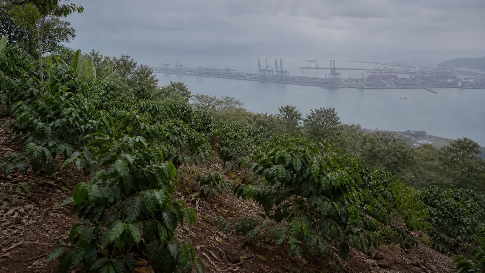 A smallholder coffee plantation on a hillside, with a European port terminal in the far distance under overcast light